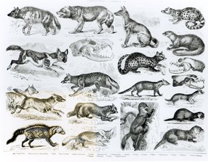 Animaux carnivores - English School